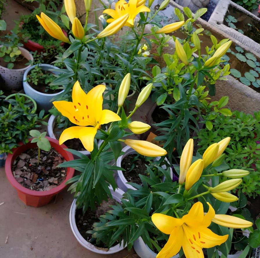 清丽雅致的百合花，日常养护很简单，家里养起来