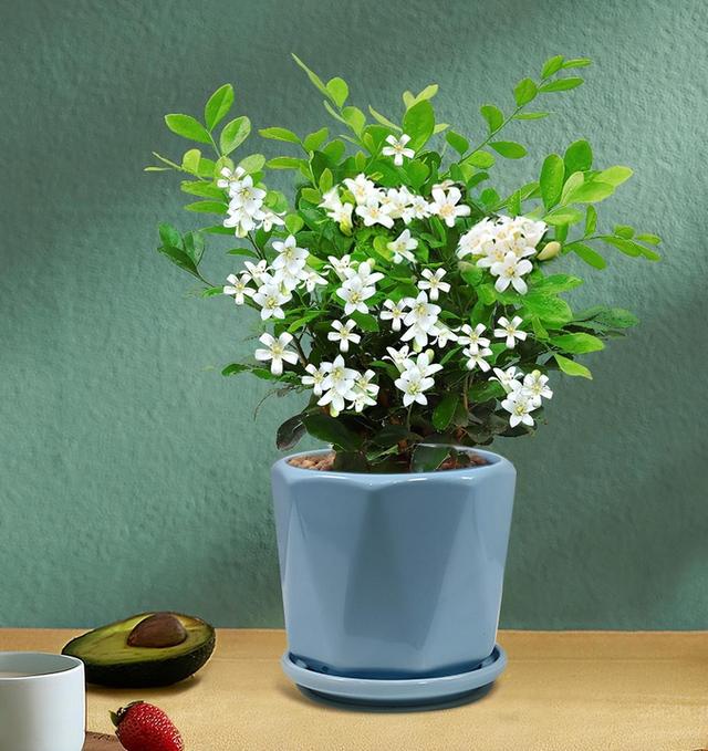 别养绿萝吊兰了，此花花期较长，比栀子还香，关键还能净化空气