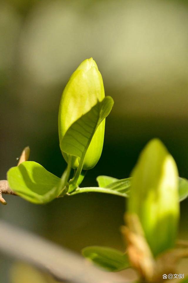 春暖花开，到植物园赏花去
