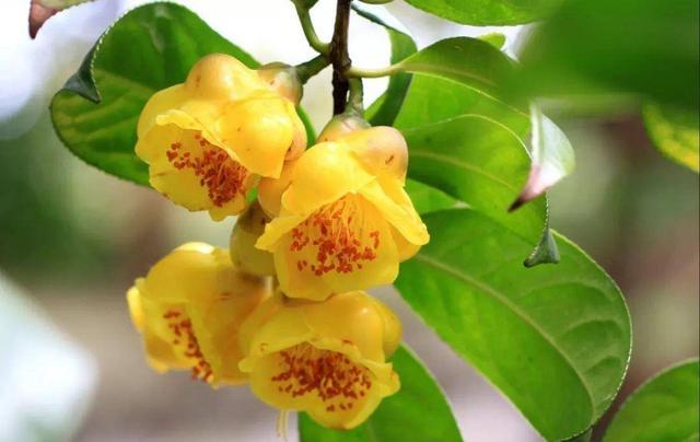 都是茶花，为什么它是“植物大熊猫”？原因只有一个，一起来看看