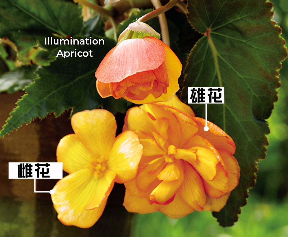 “开花机器”球根海棠，雍容华贵不输牡丹，花开不停还分公母