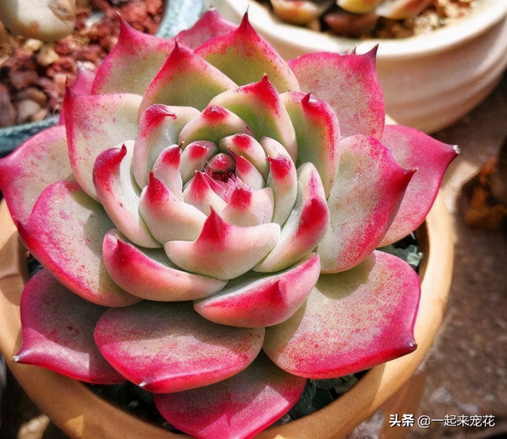 元宵节前后养多肉，及时做好这件事，状态美美哒，顺利度夏