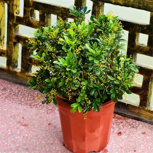3招养好米兰花，变成“百搭”家居盆栽，好养活易打理，花香好闻