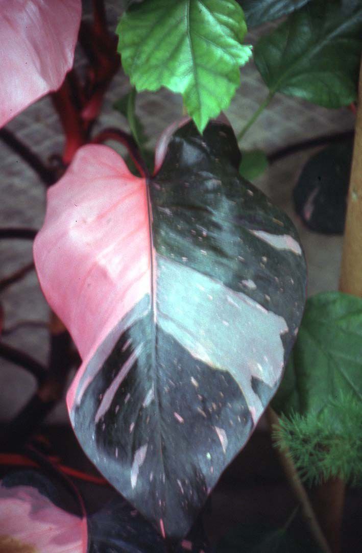 蔓绿绒观叶植物里的大家族，叶子颜色形态各异，我家就养了几种