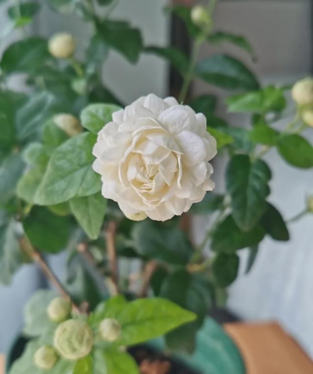 茉莉花界的“男神”，花径4厘米，浓香，多季节开花，你值得拥有