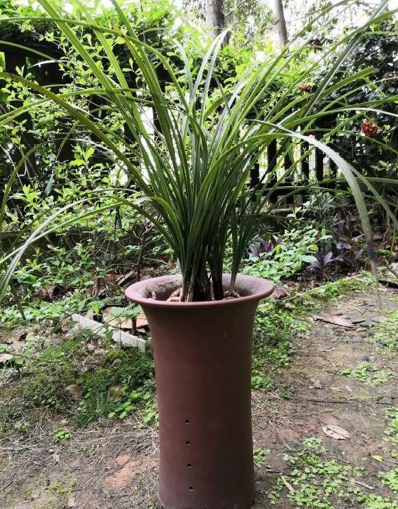 养花不一定要用大花盆，8种花要换小盆，挤着养才能长好