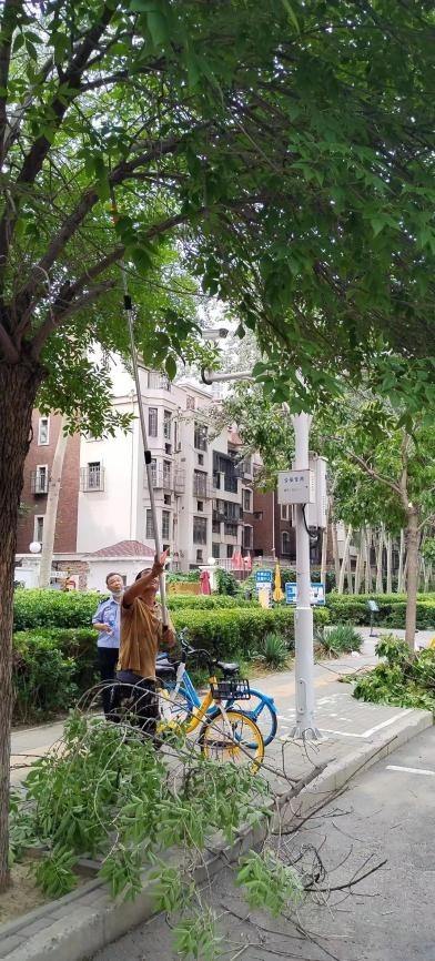  河西区多措并举做好夏季园林绿化养护工作