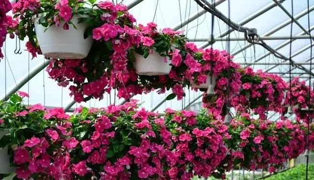5种便宜花，一年能开200天，好养又漂亮，都是“开花小机器”