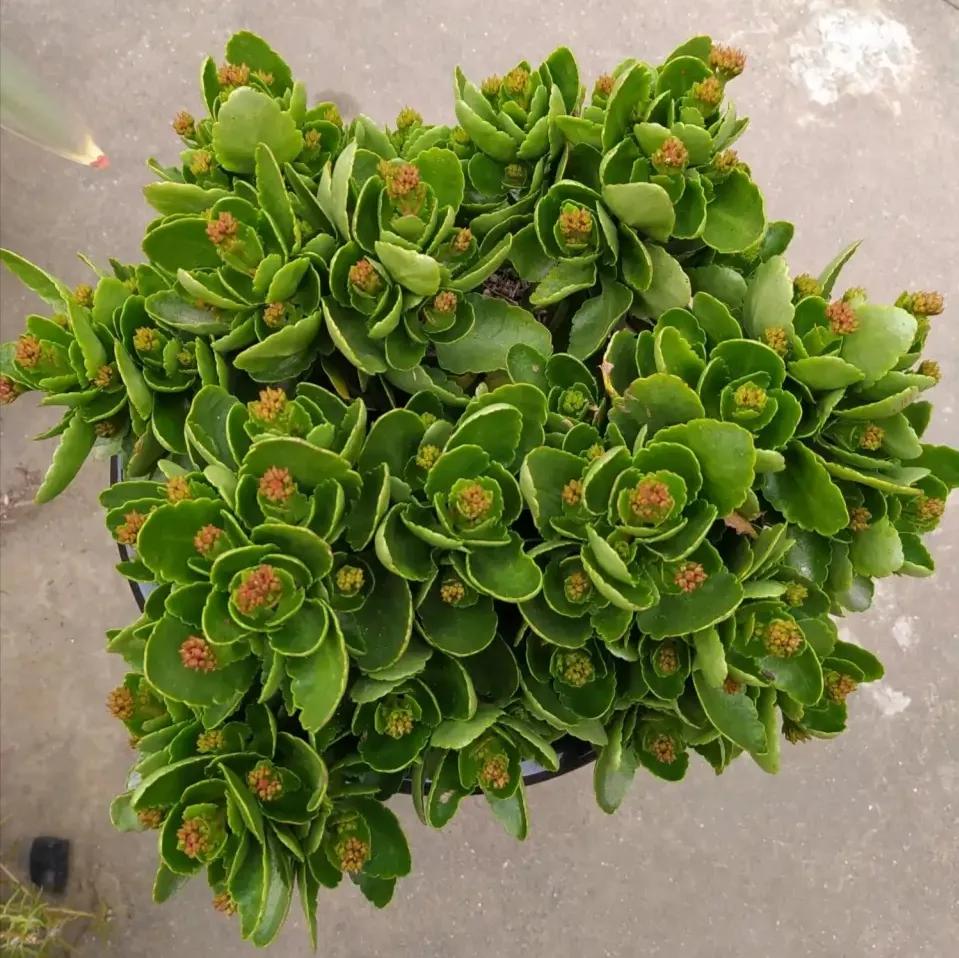 长寿花打花苞之后还需要遮光吗？还能再施磷酸二氢钾吗？