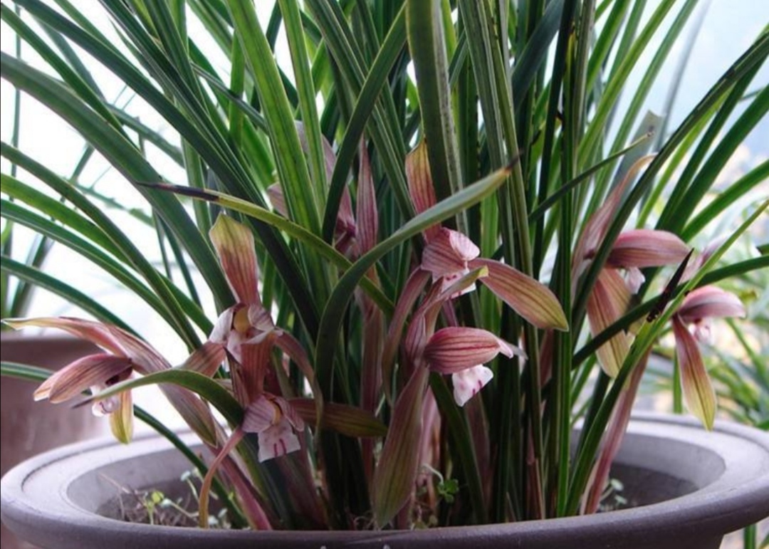 春兰花期没有开花，养护不到位，找准这几个原因加强养护