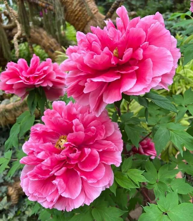 4种花就是“大胃王”，“猛吃”才能撒欢长，适合虐着养