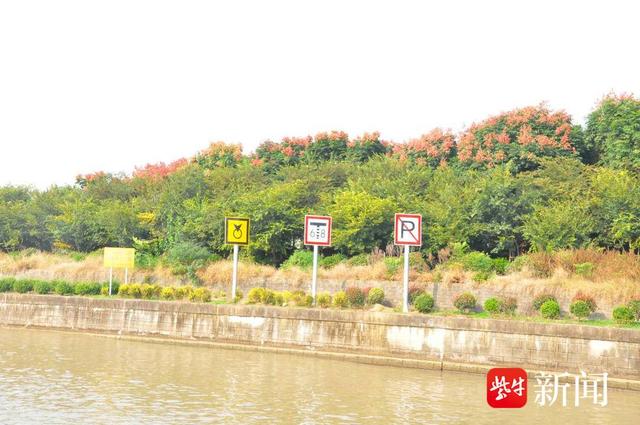 绿树成林，错落有致，苏南运河丹阳段护岸绿化工程呈现秋日丽景