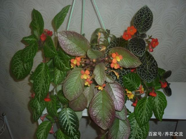 每天一两小时的光照就能开花的喜荫花，没想到品种这么多