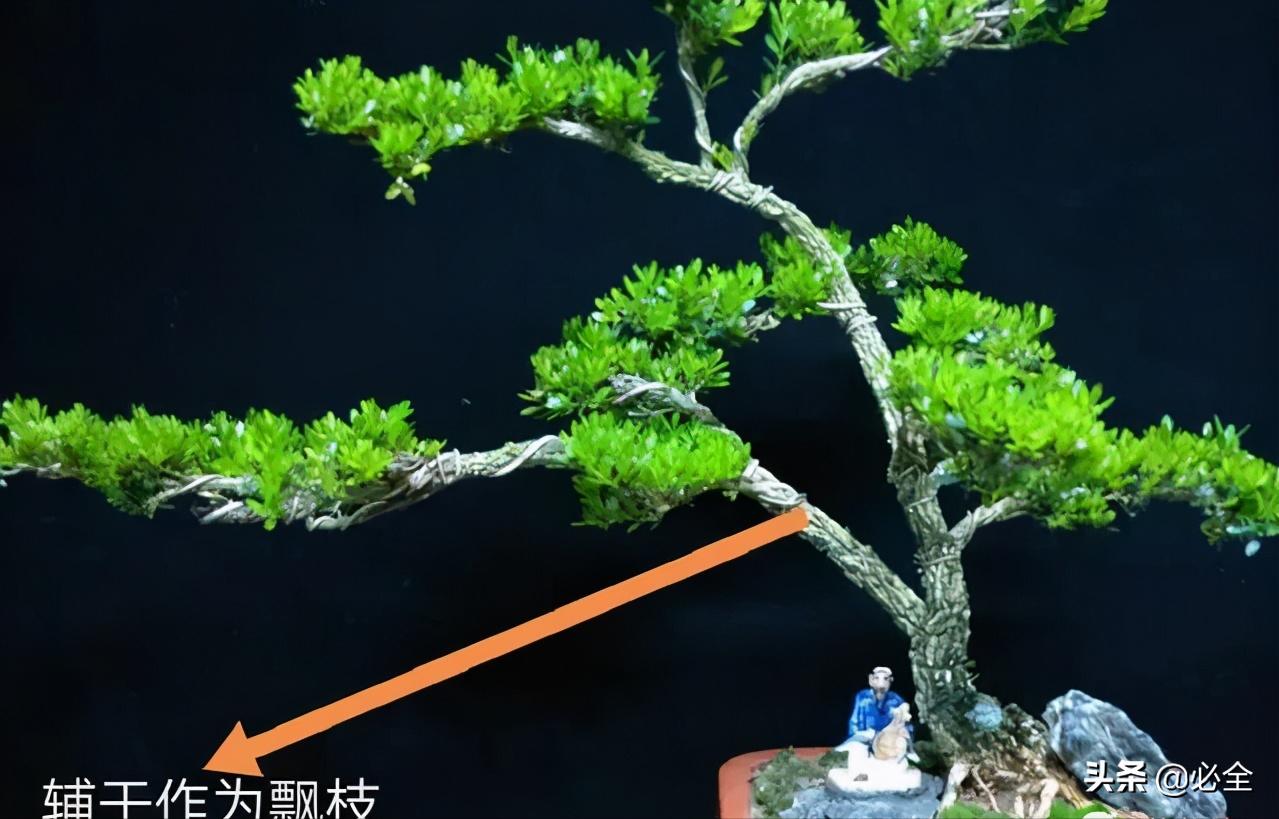 制作黄杨盆景好的人,都离不开这8种造型,实用实惠 制作黄杨盆景好的人,都离不开这8种造型,实用实惠