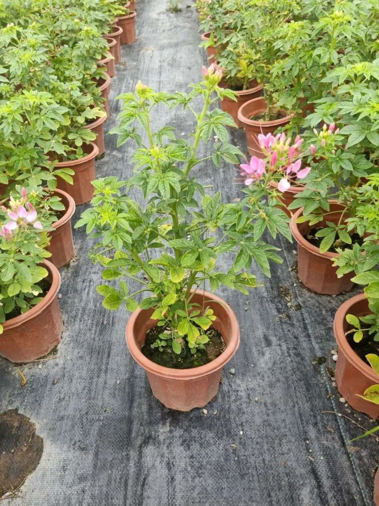 秋天常用的38种花境植物，比第一杯奶茶香