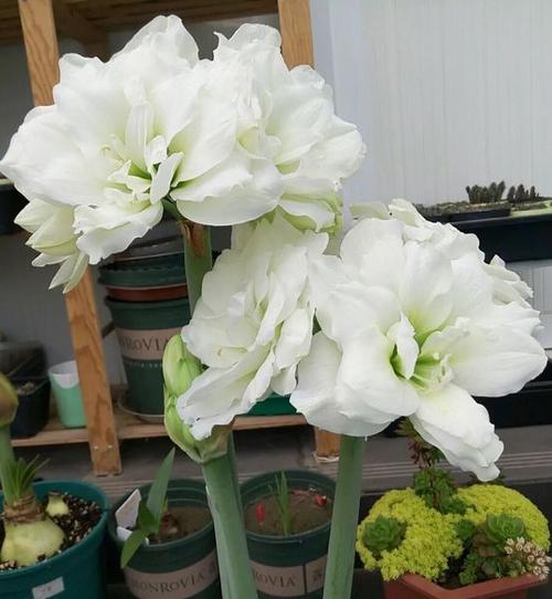 养了3年的朱顶红“阿弗蕾”，一次长出5根花箭，花朵雪白