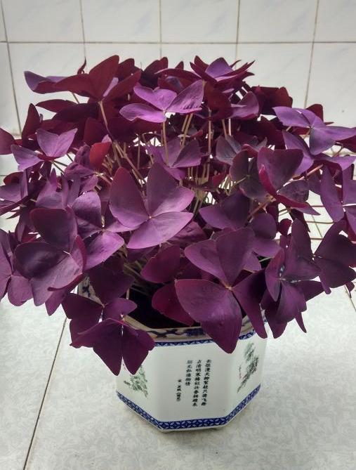 很难养挂的3种花,养护简单,叶子多花也多很漂亮 很难养挂的3种花,养护简单,叶子多花也多很漂亮