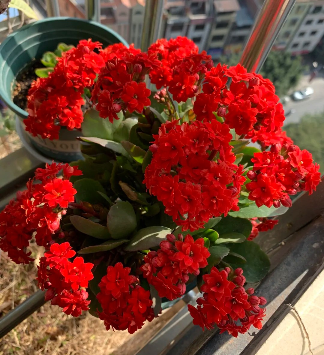 如何通过花苞或者叶片来判断长寿花的品种？