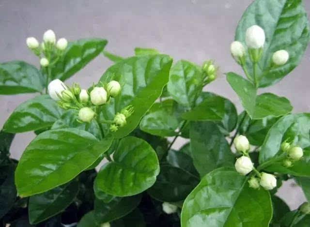 “掐枝”就能活的6种花，别再花钱买了