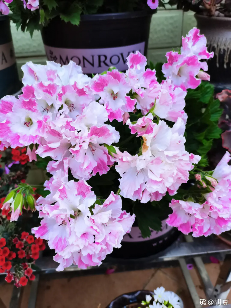 8种花一开就泛滥，个个爆成大花球，一年能开4、5次