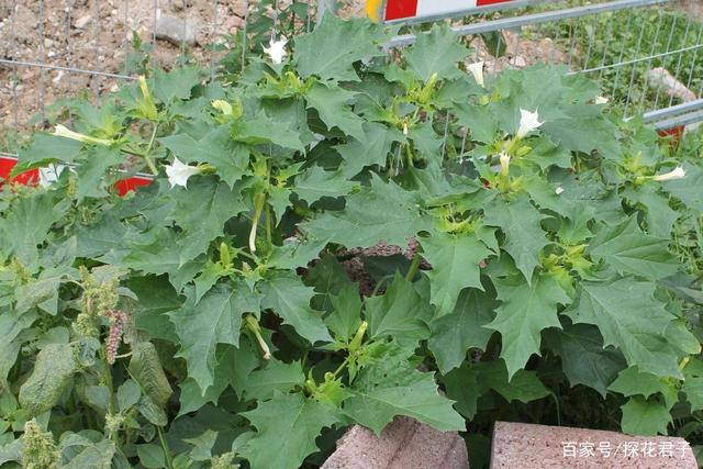 这种“喇叭花”天生带“毒”，春天养花，选谁都不能种它！