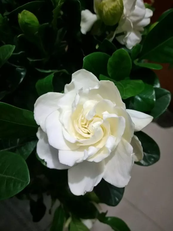 天热了4种花要“剪一剪”，剪完后花朵狂冒，花期延长2个月
