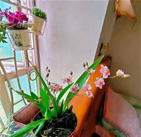 适合秋天养的“10种花”，好养易活，爱开花，室内室外都能养