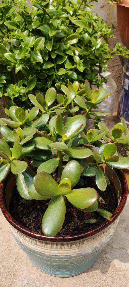 抓住春天扦插好时机,掰个枝条插土里,一盆变多盆 抓住春天扦插好时机,掰个枝条插土里,一盆变多盆