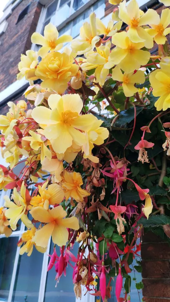 4种花春天必须养，开花多得数不清，家里变成小花园！