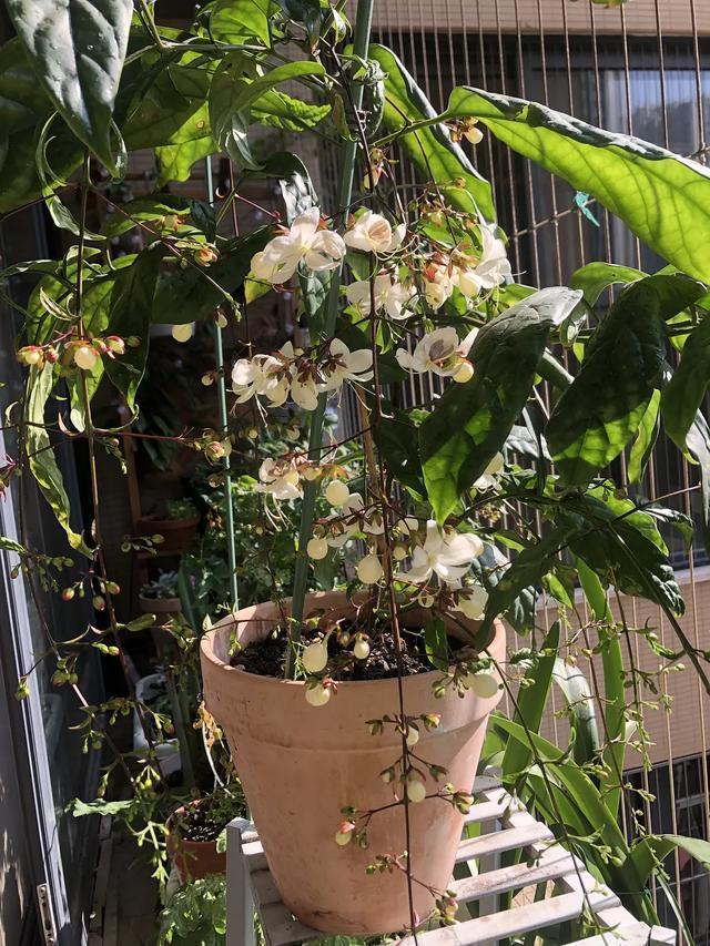 网红盆栽“垂丝茉莉”—花如群蝶飞舞，香气四溢怡人，优雅大气