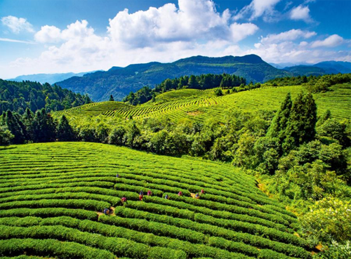 为什么感觉国家更绿更养眼？一组组数据为你揭秘