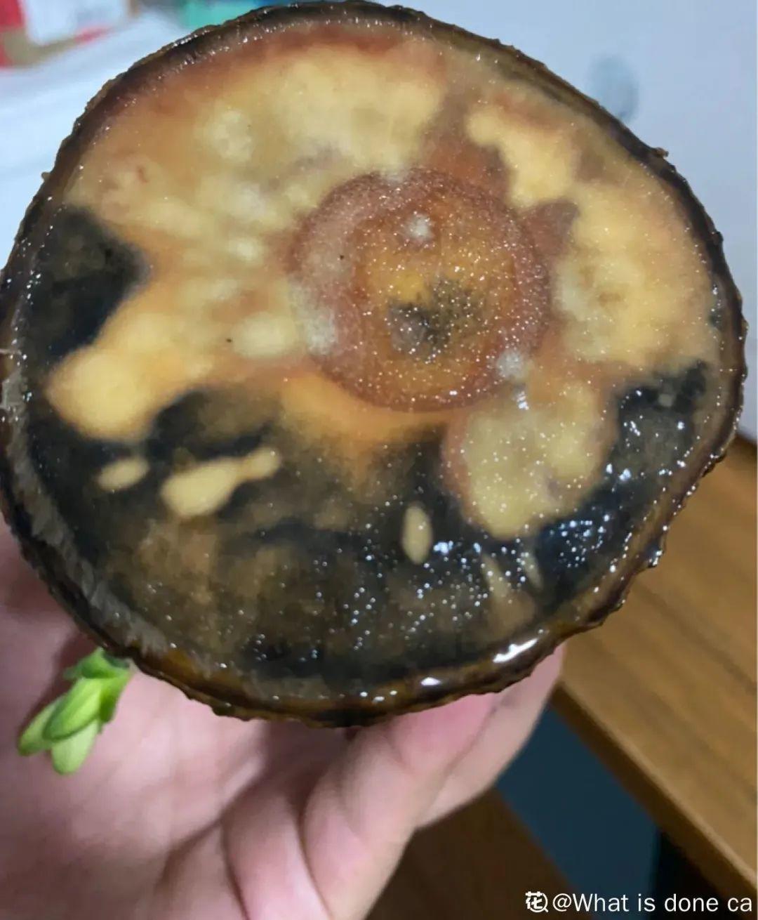 半死不活的花，扔水里，突然长疯了