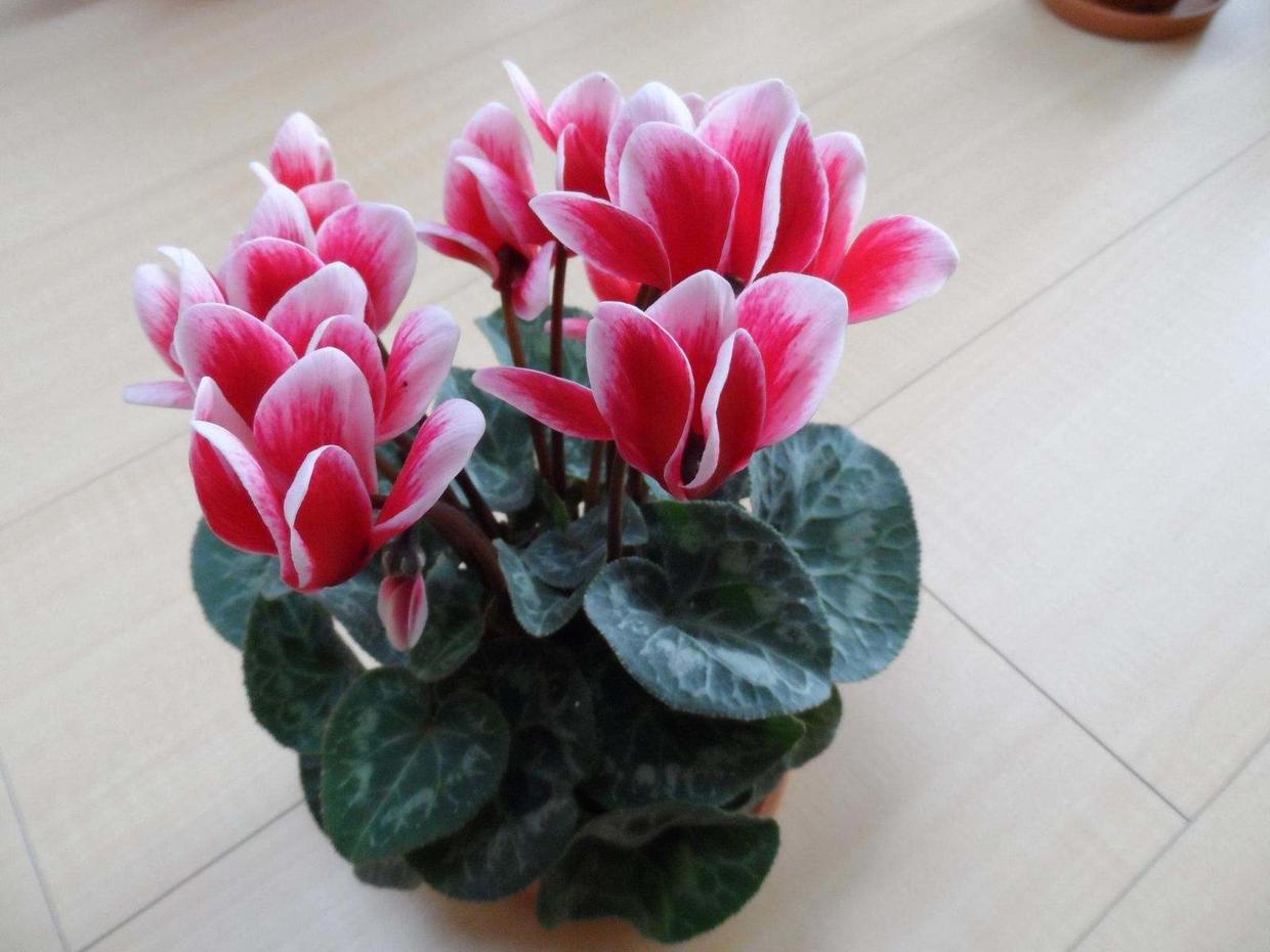 入冬之后是仙客来的天下了，赶快购买一盆回来种植吧