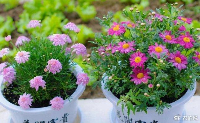 养花的新手要注意，家里这5个地方不能放花，稍不留意就养死了