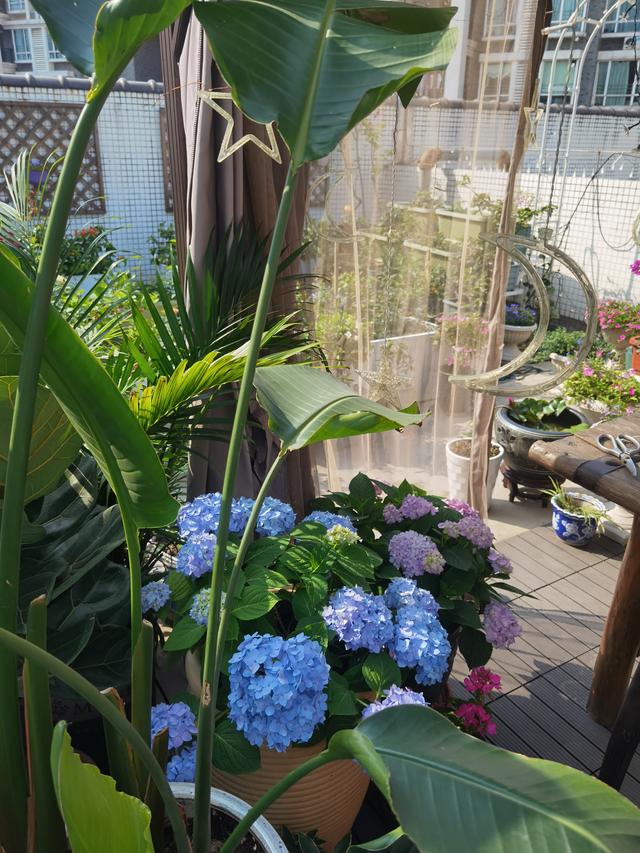 养花需要技术还是品味