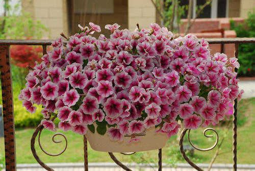 盆栽矮牵牛,种子发芽率低、价格还贵?试试扦插繁殖,省钱又省心 盆栽矮牵牛,种子发芽率低、价格还贵?试试扦插繁殖,省钱又省心