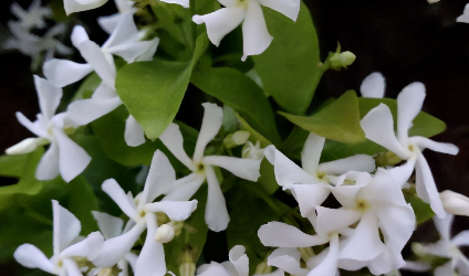 很好养的花，养室外养庭院里，一片繁花，芳香漂亮