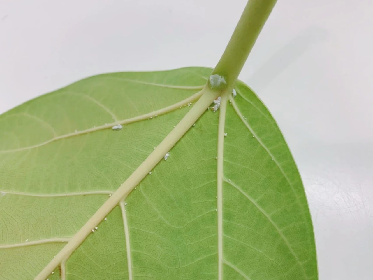 养花总会遇到的蚧壳虫，不要等植物快挂再处理，掌握防治虫害技巧
