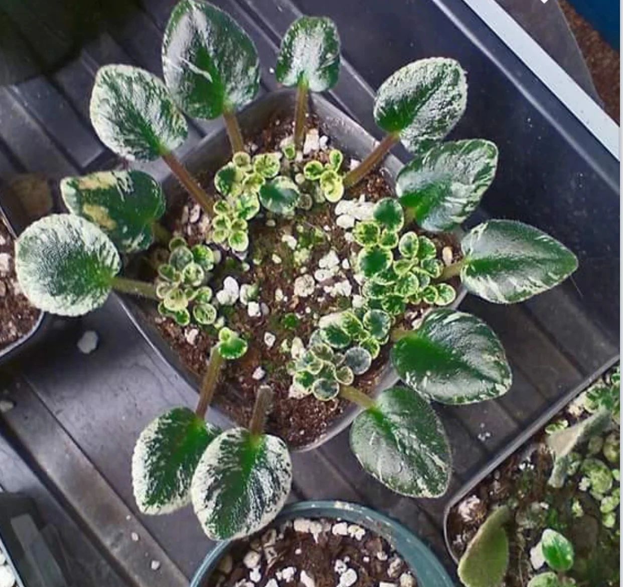 耐阴室内开花植物“大家族”，低光照可开花，植株小巧，适合新手