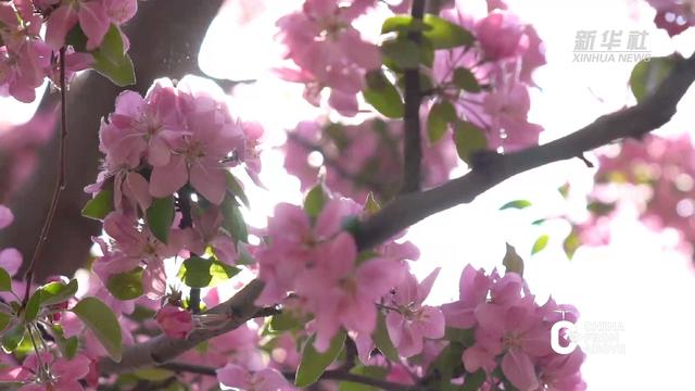 湖北：不负人间芳菲日 南漳海棠花正开
