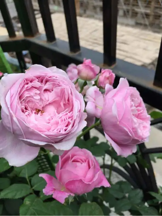  3种花现在别乱换盆，一换就萎蔫垂头，很快枯死