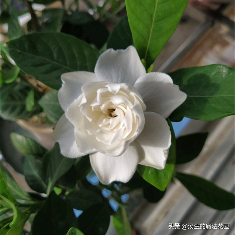 栀子花爆花小技巧，花苞蹭蹭冒，香气太迷人