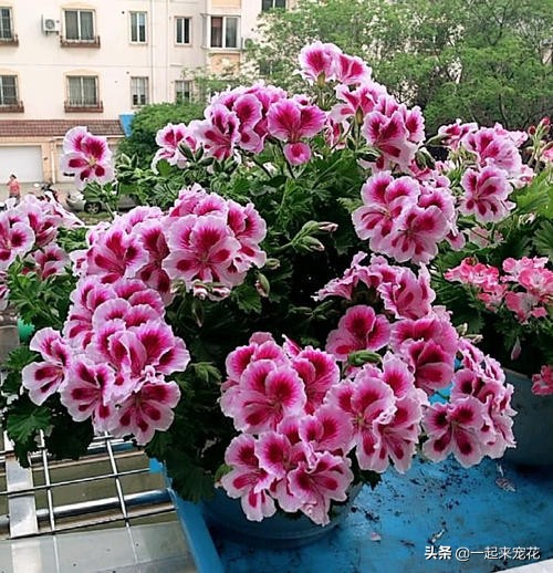 养天竺葵，了解掌握3个要点，猛窜芽冒小笋，开出层叠群花