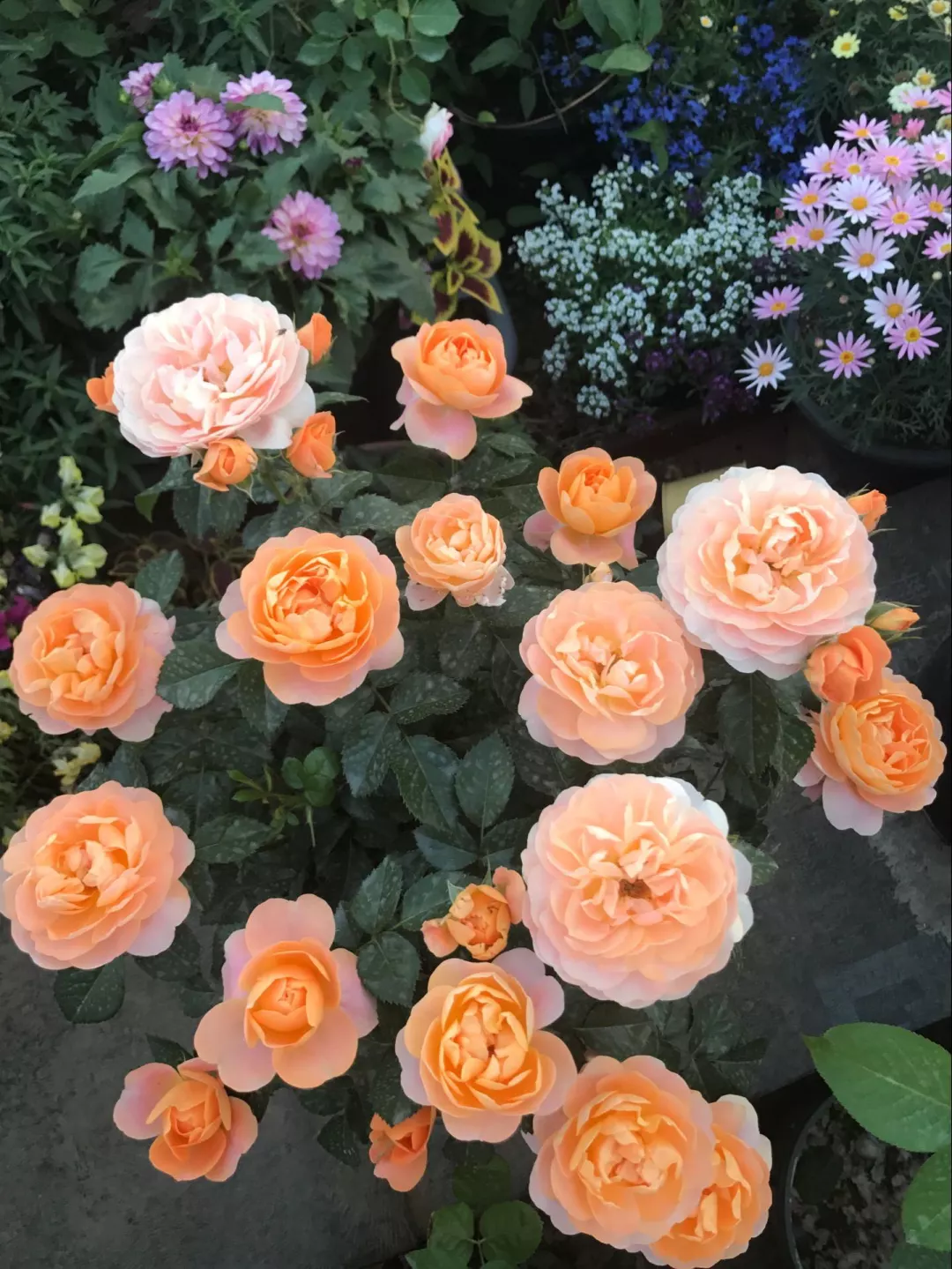 再萎蔫难养的花，盆里浇1勺，1周黄变绿，根壮花多长得旺
