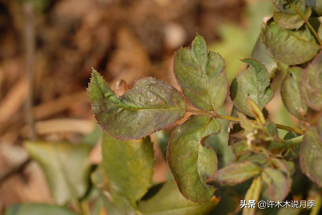 月季秋天病害多，白粉、黑斑重点防。植株健康花更多，附用药指南