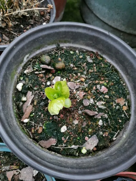 6种情况花儿不能晒，能避就避，否则就晒没命了