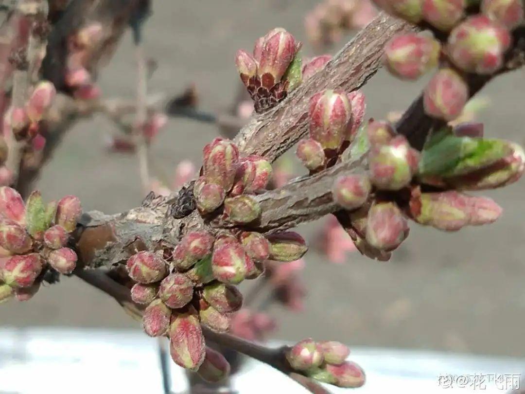 春天肥料要用对，根据植株种类施，效果更好