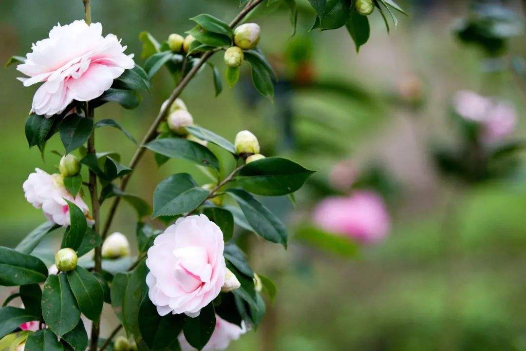 这3种花再不施肥就晚了，影响开花，秋季开花慢