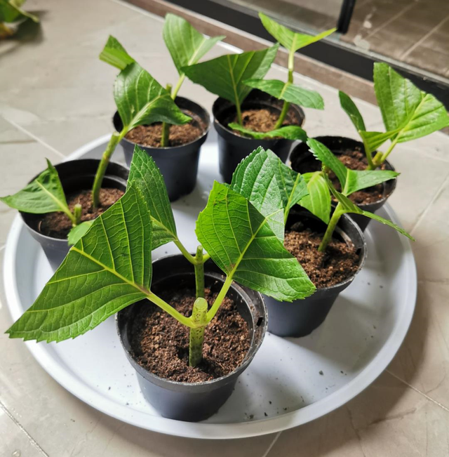 5种漂亮花，秋天快扦插，7天生白根，疯长猛开花，挂果一箩筐