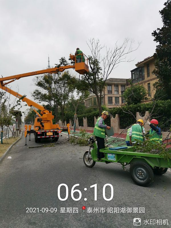 兴化市园林绿化服务中心为城区行道树“塑身”